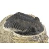 trilobit maroko 32d