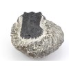 trilobit maroko 34c