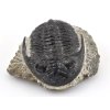trilobit maroko 44b