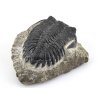 trilobit maroko 44d