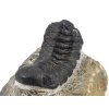 trilobit maroko 47a