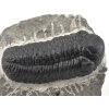 trilobit maroko 49a