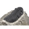 trilobit maroko 49c