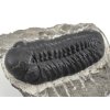 trilobit maroko 49e