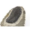 trilobit maroko 53d