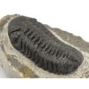 trilobit maroko 53e
