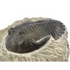 trilobit maroko 58b