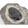 trilobit maroko 65b