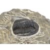 trilobit maroko 66a