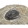 trilobit maroko 66d
