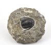 trilobit maroko 66
