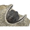 trilobit maroko 67a