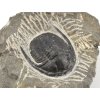 trilobit maroko 68a