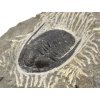 trilobit maroko 68b