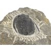 trilobit maroko 68c