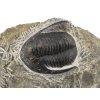 trilobit maroko 69a