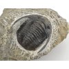 trilobit maroko 69c