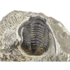 trilobit maroko 75b