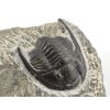 trilobit maroko 76b