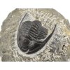 trilobit maroko 76c