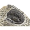 trilobit maroko 76e
