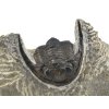trilobit maroko 77a