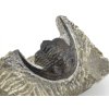 trilobit maroko 77d