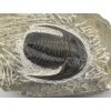trilobit maroko 78d