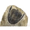 trilobit maroko 80a
