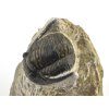 trilobit maroko 80c