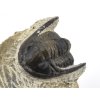 trilobit maroko 80d