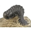 trilobit maroko 81a