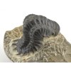 trilobit maroko 81d