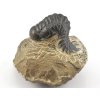 trilobit maroko 81