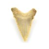 zraloci zub palaeocarcharodon 10a