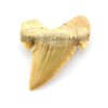 zraloci zub palaeocarcharodon 14