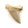 zraloci zub palaeocarcharodon 15