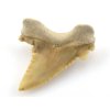 zraloci zub palaeocarcharodon 20a