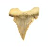 zraloci zub palaeocarcharodon 23