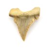 zraloci zub palaeocarcharodon 23