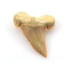 zraloci zub palaeocarcharodon 24