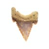 zraloci zub palaeocarcharodon 26a