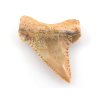 zraloci zub palaeocarcharodon 28