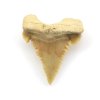 zraloci zub palaeocarcharodon 29