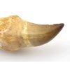 mosasaurus zub koren maroko 1f