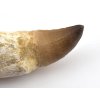 mosasaurus zub koren maroko 7c