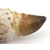 mosasaurus zub koren maroko 8c