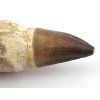 mosasaurus zub koren maroko 10d