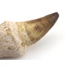 mosasaurus zub koren maroko 12c