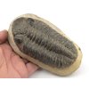 trilobit megalomanicus 3a